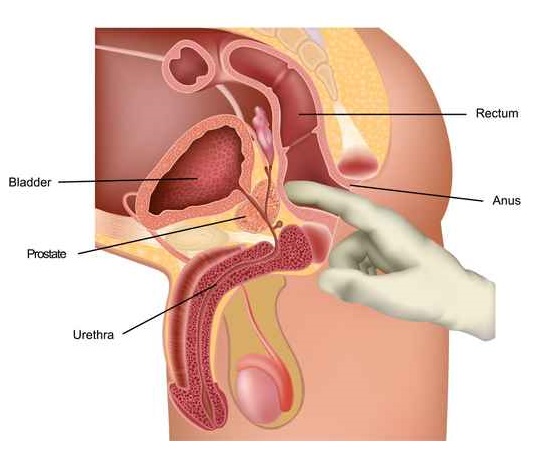 The Prostate and Male Multiple Orgasm The Unity Process